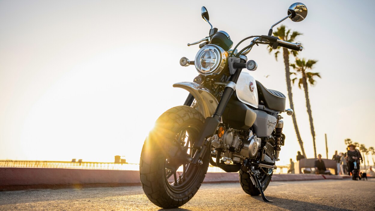 Monkey stationary on road. Sunset and palm trees in background.